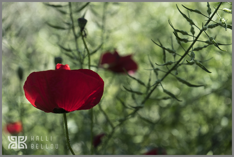 � Kalli Bellou / www.kallibellou.com